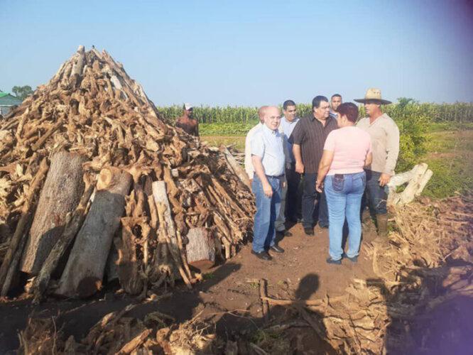 Roberto Morales Ojeda en la finca La esperanza, perteneciente a la  cooperativa de créditos y servicios Pelayo Cuervo, del municipio Consolación del Sur.