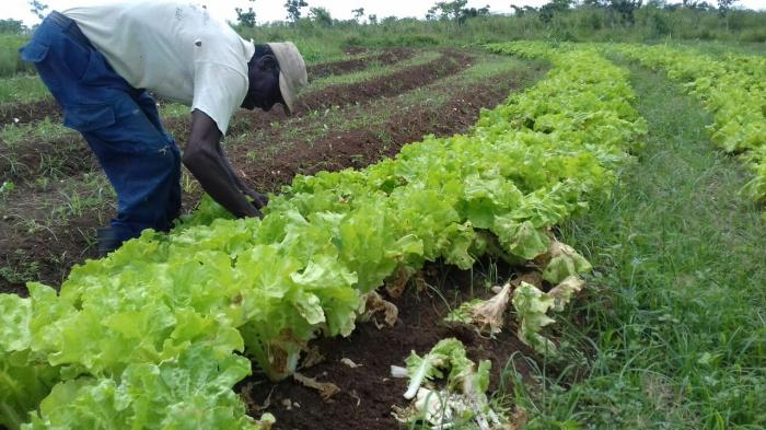 agricultura