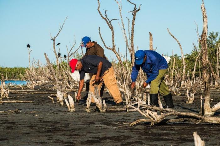 La siembra y recuperación de las poblaciones de manglares es clave para mitigar los impactos de la subida del nivel medio del mar en las costas cubanas. 
Foto: Cortesía del máster en Ciencias José Manuel Guzmán