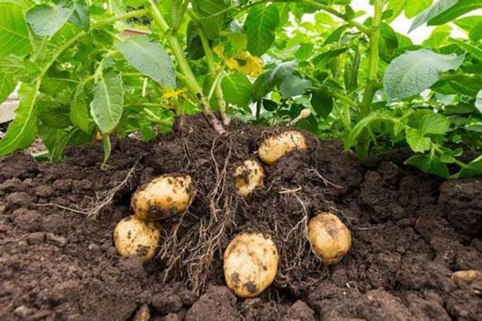 agroecológico 