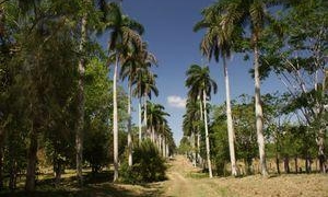 Jardín Botánico de Cienfuegos
