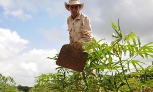 AGRICULTURA