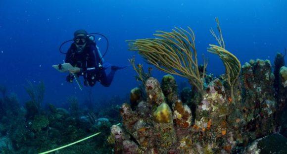 bojeo a Cuba investigaciones sobre microplásticos en ecosistemas marinos Foto: Naturaleza Secreta de Cuba /Facebook