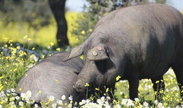 gripe-porcina-en-humanos