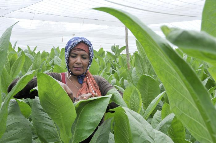La mujer cubana ha sido protagonista en todas las batallas del país. Foto: ismael batista
