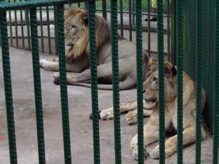 f0395722 Jardín Zoológico de Santa Clara, una de las principales opciones de los villaclareños en el verano