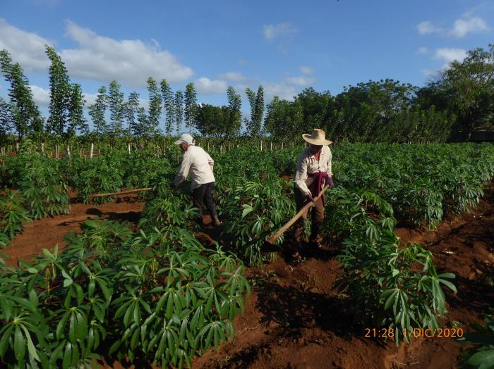 agricultura