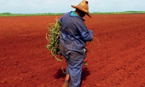 AGRICULTURA