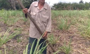 AGRICULTURA