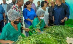 Inauguran en Pinar del Río fábrica para la producción de polvo de moringa