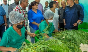 moringa