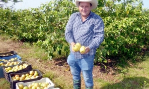 AGRICULTURA