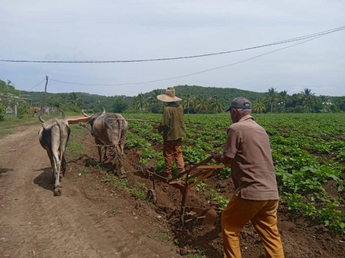 En las mismas tierras donde hace dos años solo campeaba la mala hierba, hoy crecen saludables cultivos como el boniato. foto de la autora