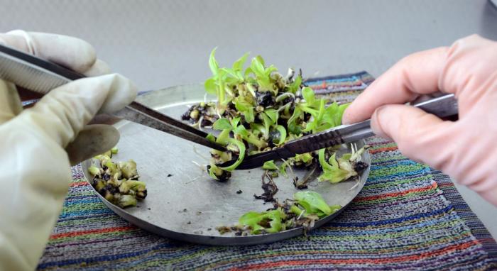 El medio de cultivo artificial tiene todo cuanto necesita la planta para desarrollarse. fotos: Rodolfo Blanco Cué 	