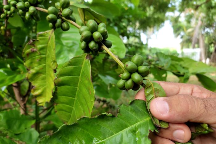 Reportaje con el campesino Pedro Valdés Pérez, en su finca de doble excelencia nacional.