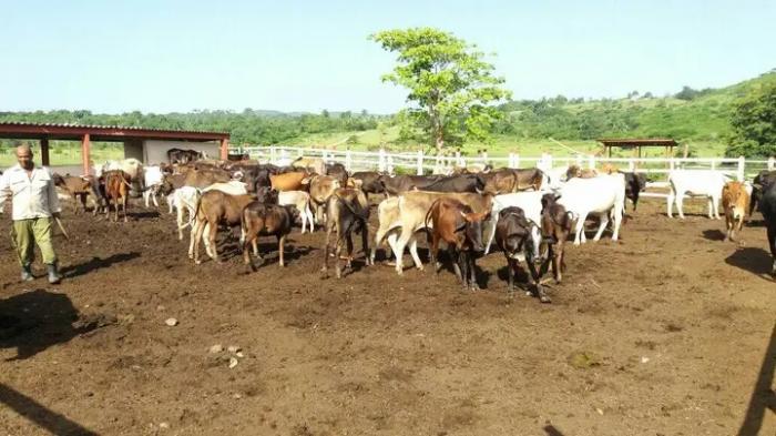 El autoabastecimiento es un principio para cada finca atendida por estos soldados del ejt. Varias hectáreas están sembradas para garantizar la alimentación de los animales. foto: Javier Labrada García