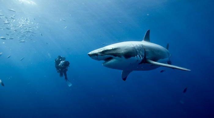 FOTOGRAMA DE LA PELÍCULA TIBURON
