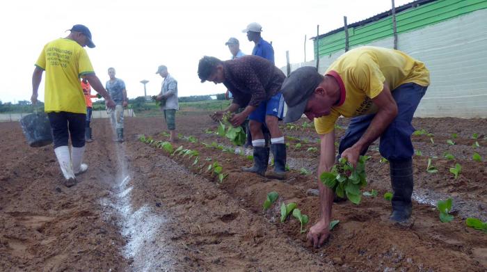 tabaco en Pinar del Río