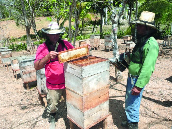 Debe dársele apoyo a todo el campesino que quiera producir miel, no solo a los productores de excelencia. Foto: dilbert reyes rodríguez