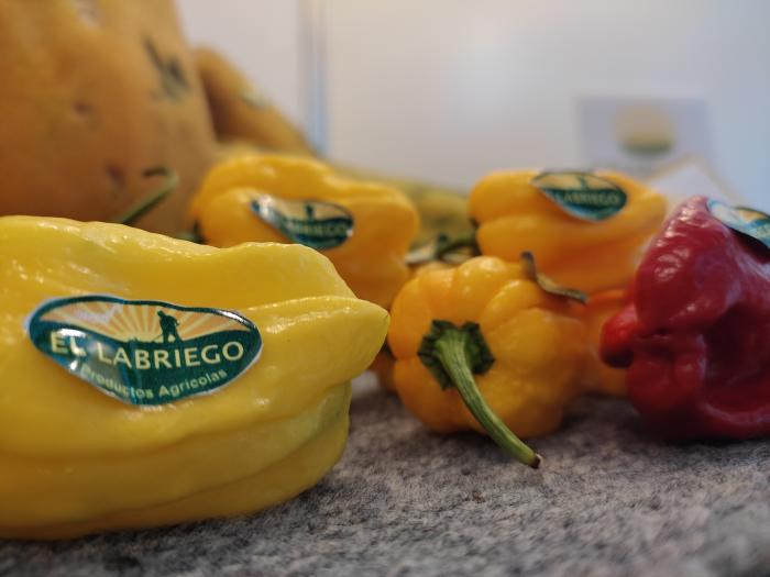 chile habanero Granmax