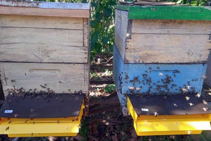 Potencian en Pinar del Río la producción de polen de abeja