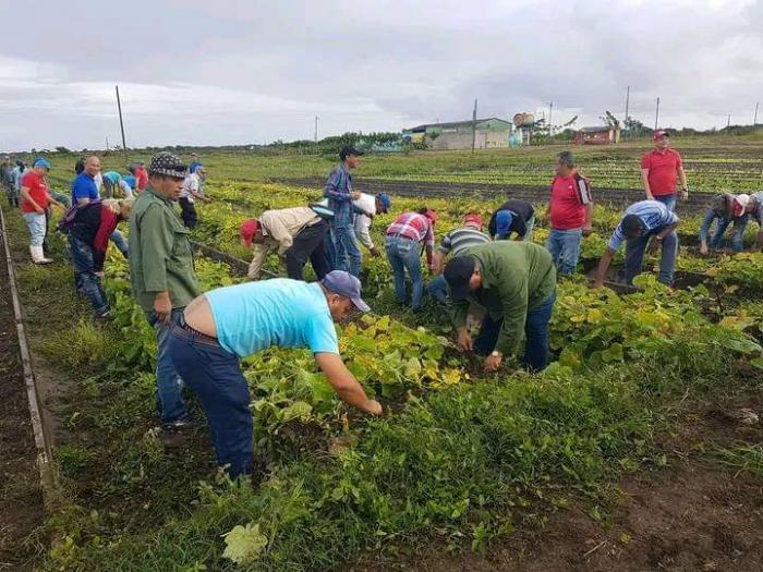 Camagüeyanos apoyan labores de producción de alimentos