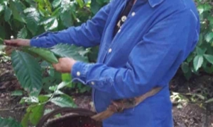 BioCubaCafé un proyecto del oriente cubano