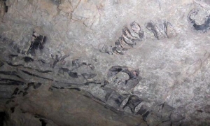 esqueleto articulado 