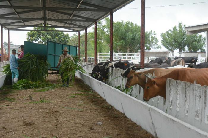 Empresa Pecuaria Venegas, del municipio de Yaguajay