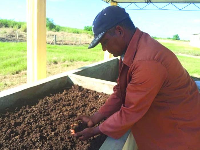 La aplicación de la humina, como bioproducto en áreas arroceras de la Empresa Agroindustrial de granos Fernando Echenique, favorece la calidad del grano y sus rendimientos. fotos de la autora