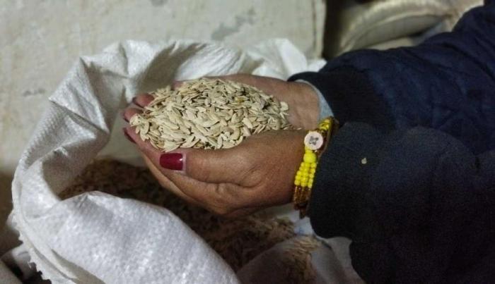 En el frigorífico de Sancti Spíritus se guardan semillas de un alto valor para la economía del país.