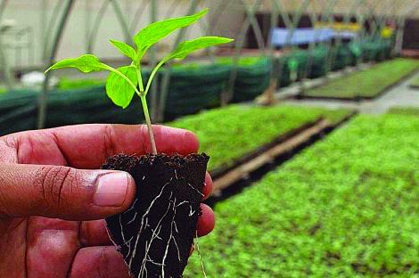 En Cayo Piedra nutren a las plantas con biofertilizantes logrados en la propia finca. foto: Periódico Girón