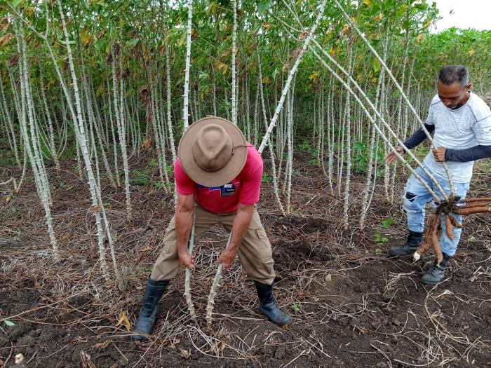 En las pruebas realizadas hasta el momento, la mosca soldado negra ha devorado el fruto de aguacate, la yuca hervida y en su estado natural y la cáscara de la frutabomba