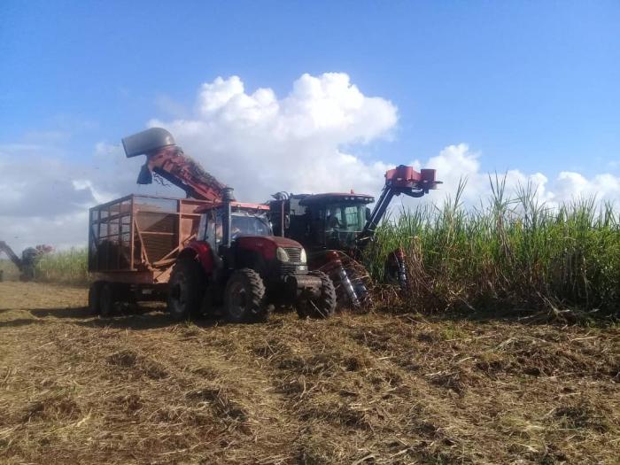 En los cañaverales se decide el éxito de la zafra