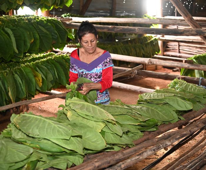 En conversación con obreros del tabaco, el Presidente resaltó la calidad suprema del puro cubano, «pero
todavía hay nichos de mercado a lo que no llegamos». FOTO: ESTUDIOS REVOLUCIÓN