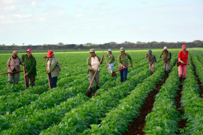 Brigada de mujeres que laboran en la limpia de malas hierbas en las plantaciones de frijoles de la cooperativa Paquito González, en Ciego de Ávila,  7 de marzo de 2016. ACN FOTO/ Osvaldo GUTIÉRREZ GÓMEZ/sdl