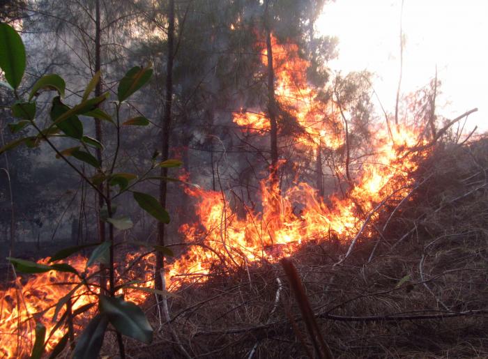 El pasado año se reportaron 613 incendios forestales, que cubrieron 13 969 hectáreas de bosques y casi
500 hectáreas de herbazales de ciénaga