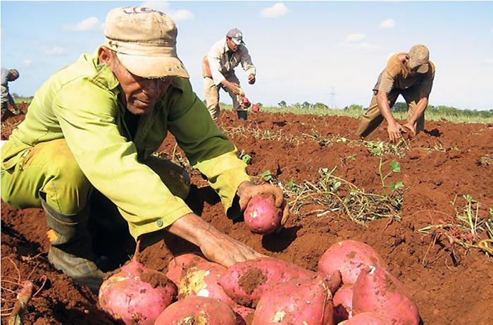 Los municipios tienen que construir sistemas agroalimentarios locales que sean capaces de cubrir algunos
productos de la canasta básica. FOTO: PASTOR BATISTA VALDÉS