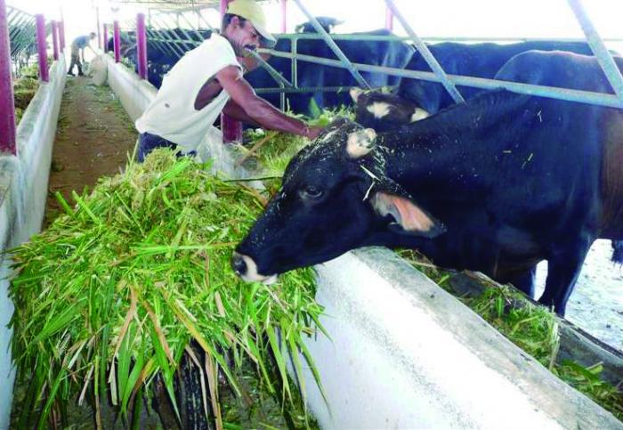 La masa vacuna y bufalina de las personas jurídicas y naturales debe estar identificada con presillas 
metálicas, aretes plásticos y marca al fuego, según corresponda. foto: Freddy Pérez Cabrera