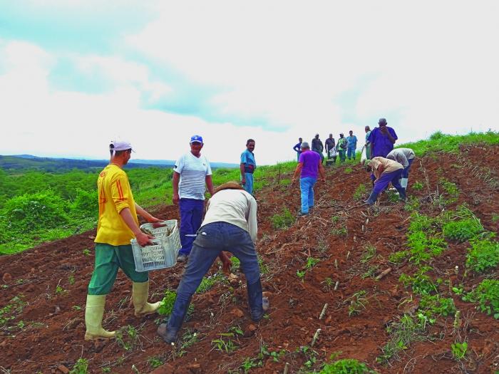 La preparación de nuevas tierras permite el crecimiento sostenido de los cultivos. foto: Armando Sáez