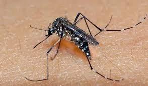 Aedes 
