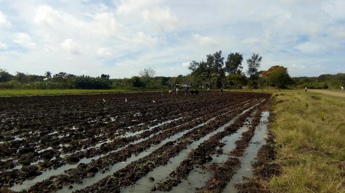 La redistribución de los caudales
este-oeste de la Isla pone 5 634
hectáreas bajo riego, entre cultivos
varios, arroz, caña y tabaco