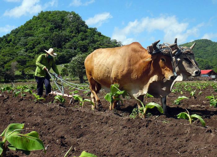 Sin control, es obvio que tierra y animales aportan mucho menos… o prácticamente nada.