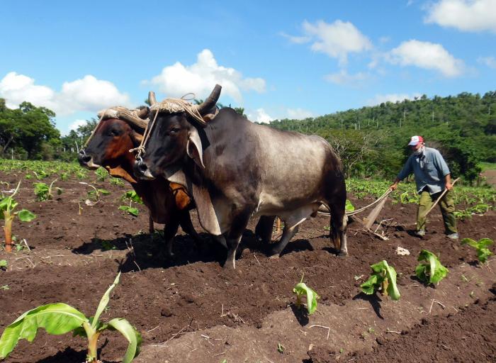 Cada sitio donde haya tierra que dé frutos, con el trabajo del hombre, debiera ser un lugar que inspire. foto: pastor batista valdés