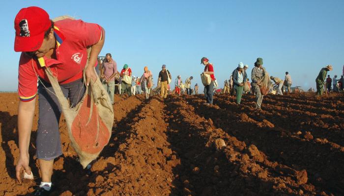 En el municipio de Guira de Melena se realiza u trabajo volunatrio en la siembra de malanga en saludo al 1 de Mayo, 
Foto: yordanka almaguer 20/04/2008
Agri1157