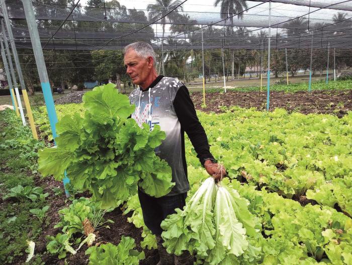 De muchos campesinos como Ruperto necesita la agricultura cubana. Foto Del autor