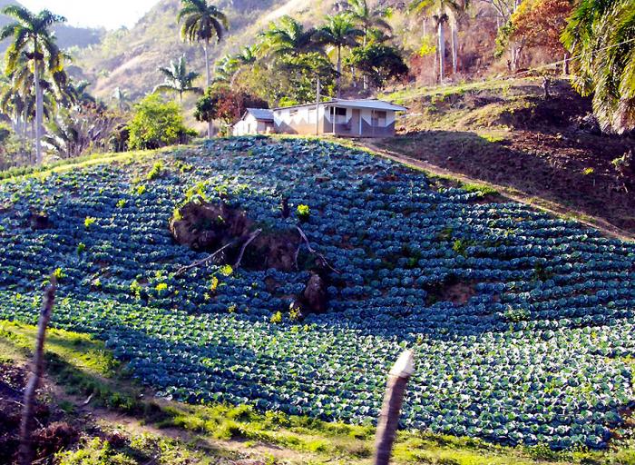 ¿Qué haría este campesino en una hectárea de tierra llana?.
