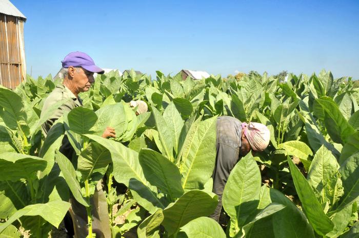 XVI Festival Internacional del Habano.
Recorrido por plantaciones de la cooperativa Tomas Fernandez , y ensartado del tabaco San Juan y Martinez Pinar..
Fotos: Alberto Borrego Avila 25/02/2014
Taba1498