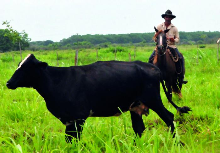 La ganadería se desarrolla en los buenos potreros, con buen manejo y buenos sementales. 
Foto: Juan Carlos Dorado 