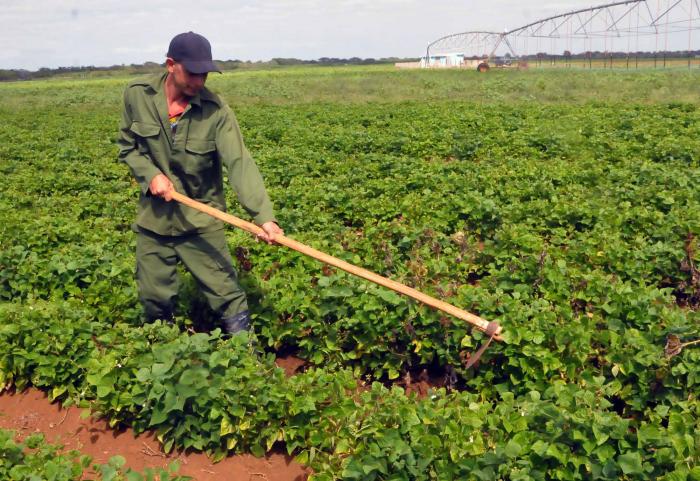 En el colectivo laboral Frontal, como en el resto de las bases productivas de la Empresa Agropecuaria Horquita, cultivan el frijol para la canasta familiar normada de la provincia. FOTO: JUAN CARLOS DORADO